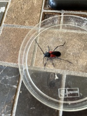 Purpuricenus humeralis