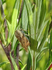 Cryptocala chardinyi