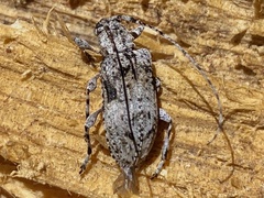 Pseudastylopsis nebulosus