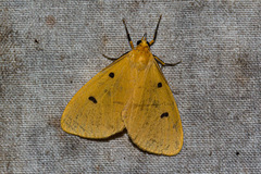 Lexis bipunctigera