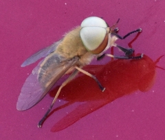 Tabanus nigrovittatus