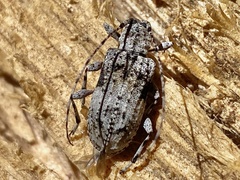 Pseudastylopsis nebulosus