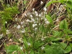 Trichophorum alpinum