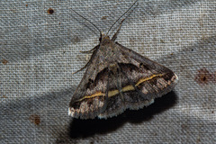 Acantholipes trimeni
