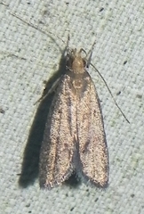 Psilocorsis quercicella