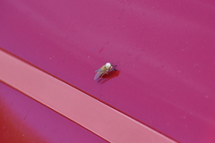 Tabanus nigrovittatus