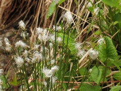 Trichophorum alpinum