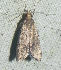 Psilocorsis quercicella