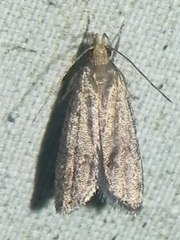 Psilocorsis quercicella