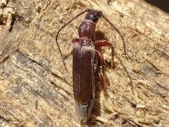Tetropium abietis