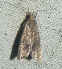 Psilocorsis quercicella