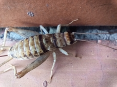 Gryllodes sigillatus