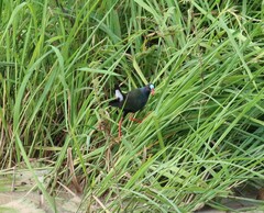 Porphyrio alleni