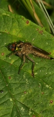 Tolmerus atricapillus