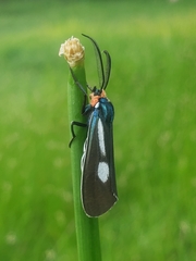 Ctenucha ruficeps