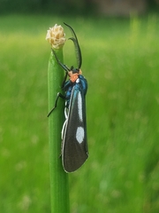 Ctenucha ruficeps