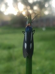 Ctenucha ruficeps