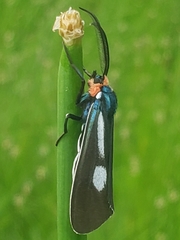 Ctenucha ruficeps