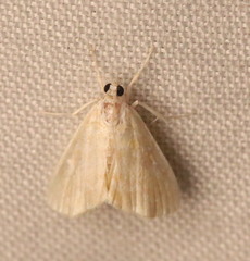 Glaphyria glaphyralis