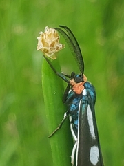 Ctenucha ruficeps