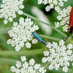 Chrysanthia geniculata