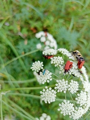 Chrysanthia geniculata
