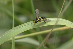 Xanthogramma pedissequum