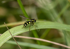 Xanthogramma pedissequum