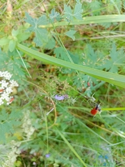 Chrysanthia geniculata