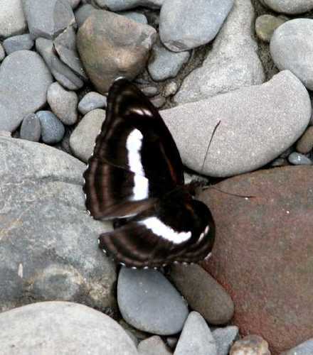 Athyma zeroca