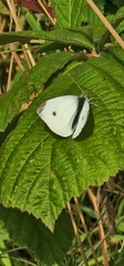 Pieris rapae
