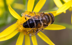 Eristalis pertinax