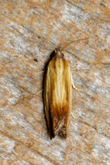 Eucosma umbrastriana
