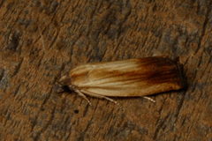 Eucosma umbrastriana