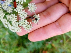 Stenurella bifasciata