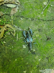 Cambarus monongalensis