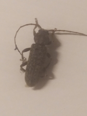 Trichoferus holosericeus