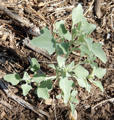 Chenopodium incanum