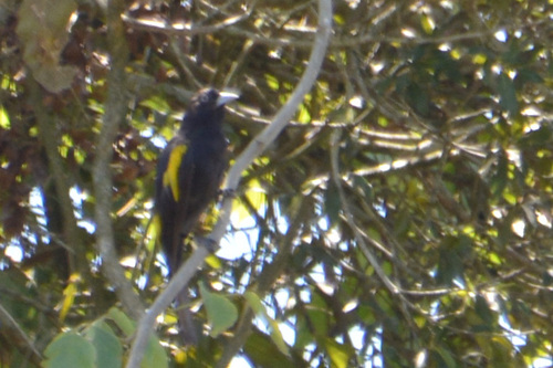 Golden-winged Cacique (Cacicus chrysopterus), photo 10