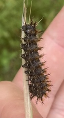 Hemileuca eglanterina