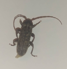 Trichoferus holosericeus