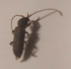 Trichoferus holosericeus