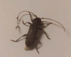 Trichoferus holosericeus