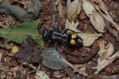 Traumatomutilla angustata