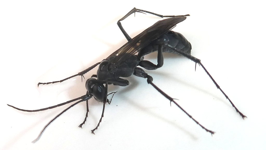 Phanagenia bombycina