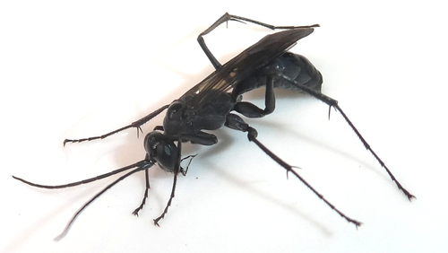 Phanagenia bombycina