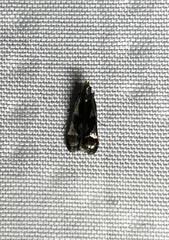 Dichomeris ochripalpella