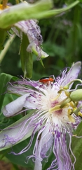 Disonycha discoidea
