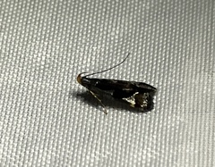 Dichomeris ochripalpella
