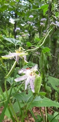 Disonycha discoidea